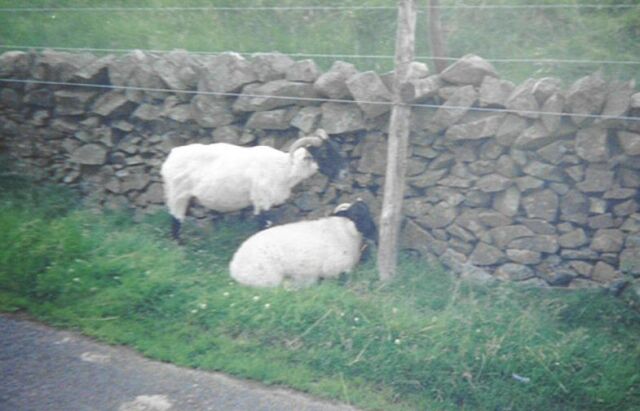 LELHornSheep.jpg