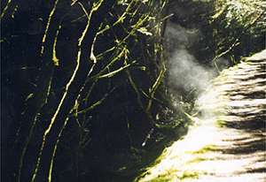 Steaming forest