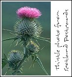 Thistle